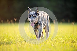 Australian Cattle Dog Blue Heeler with perfect markings