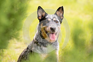 Australian Cattle Dog Blue Heeler with perfect markings