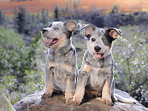Australian Cattle Dog Blue Heeler puppies sitting on a rock outdoors portrait