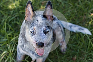 Australian Cattle Dog or Blue Heeler Puppy