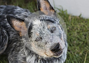 Australian Cattle Dog or Blue Heeler Puppy