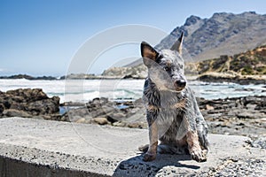 Australian Cattle Dog or Blue Heeler Puppy