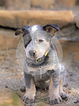 A Australian Cattle Dog Blue Heeler puppy full length portrait