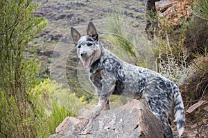 Australian Cattle Dog Blue Heeler puppy outdoors full length portrait