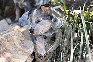 Australian Cattle Dog Blue Heeler puppy playing outside closeup