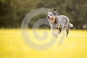 Australian Cattle Dog Blue Heeler with perfect markings