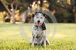 Australian Cattle Dog Blue Heeler sitting in a grassy field at sunset