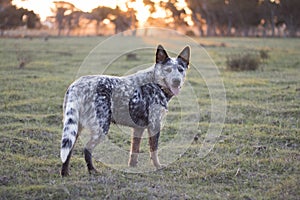 Australian Cattle Dog  Blue heeler standing in the field