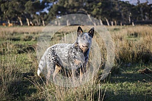 Australian Cattle Dog  Blue heeler working dog on the farm