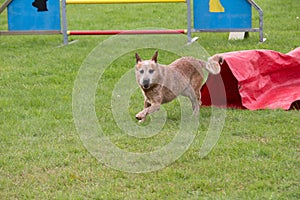 An Australian cattle dog in a canine competition of agility passage in the tunnel