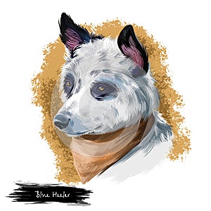 Australian Cattle Dog, Cattle Dog, Blue Heeler dog digital art illustration isolated on white background. Australian origin