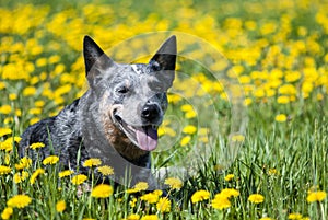 Australian Cattle Dog among dandelion flowers.