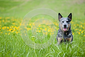 Australian Cattle Dog on dandelions meadow