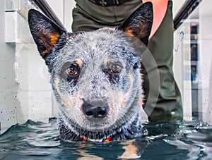 Australian Cattle Dog hydrotherapy on a treadmill with helper.