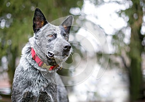 An Australian Cattle Dog looking into the distance