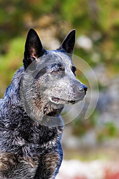 Australian Cattle Dog Male Portrait