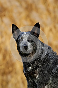 Australian Cattle Dog Male Portrait