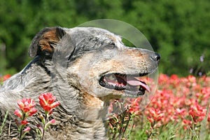 Australian cattle dog in orange wildflowers