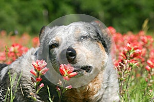 Australian cattle dog in orange wildflowers