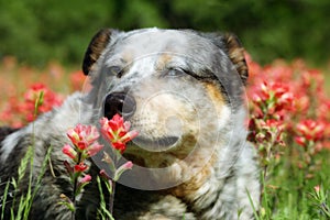 Australian cattle dog in orange wildflowers