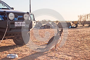 Australian Cattle Dog in the Outback during sunrise