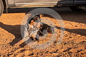 Australian Cattle Dog in the Outback during sunrise
