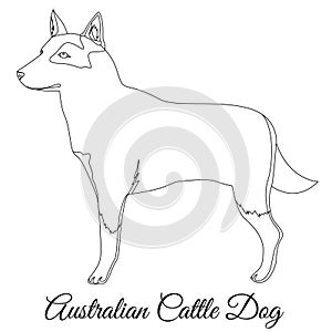 Australian Cttle dog outline