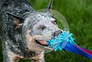 Australian cattle dog plays with a shaggy toy.