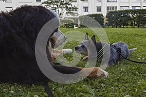 Australian Cattle Dog pup and Bernese Mountain Dog