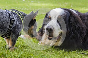 Australian Cattle Dog pup and Bernese Mountain Dog