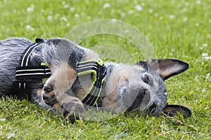 Australian Cattle Dog pup relaxing on the grass