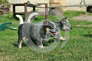 Australian Cattle Dog puppies running