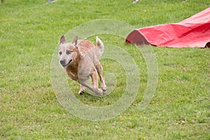 An Australian cattle dog runs in an agility canine contest