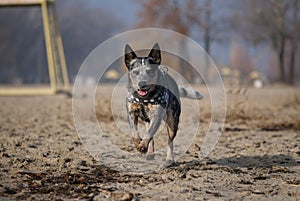 Australian Cattle Dog on sandy river beach.