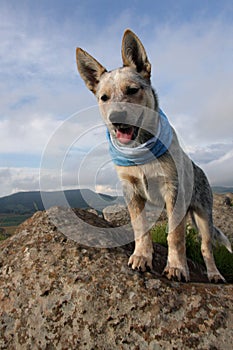 Australian Cattle Dog with scarf