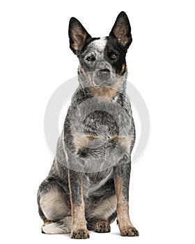 Australian Cattle Dog sitting