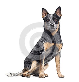 Australian Cattle Dog sitting looking at the camera, isolated on white