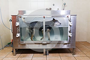 Australian Cattledog in a hydrotherapy station