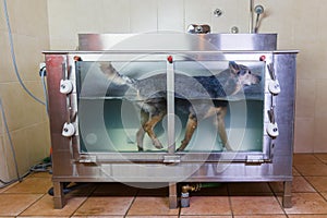 Australian Cattledog in a hydrotherapy station