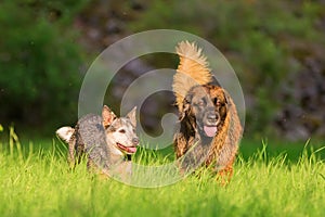 Australian cattledog and Leonberger running on a meadow