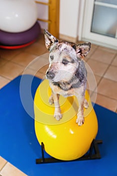 Australian Cattledog sits on a trainings device in an animal physiotherapy office