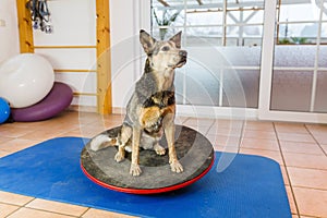 Australian Cattledog sits on a wobble board