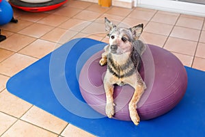 Australian Cattledog stands on a training device in an physiotherapy office