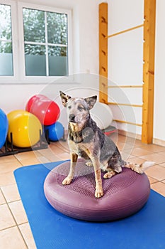 Australian Cattledog stands on a training device in an physiotherapy office