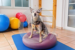 Australian Cattledog stands on a training device in an physiotherapy office