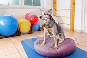 Australian Cattledog stands on a training device in an physiotherapy office