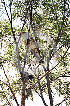 Australian Channel Billed Cuckoo Bird perching in a gum tree
