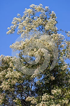 Australian Christmas bush