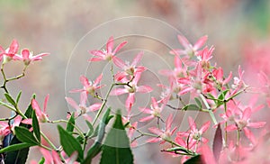 Australian Christmas nature background with copy space. Backlit pink red sepals of the New South Wales Christmas Bus