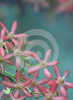 Australian Christmas nature background with copy space. Close up of star shaped pink red sepals of the New South Wales Christmas B